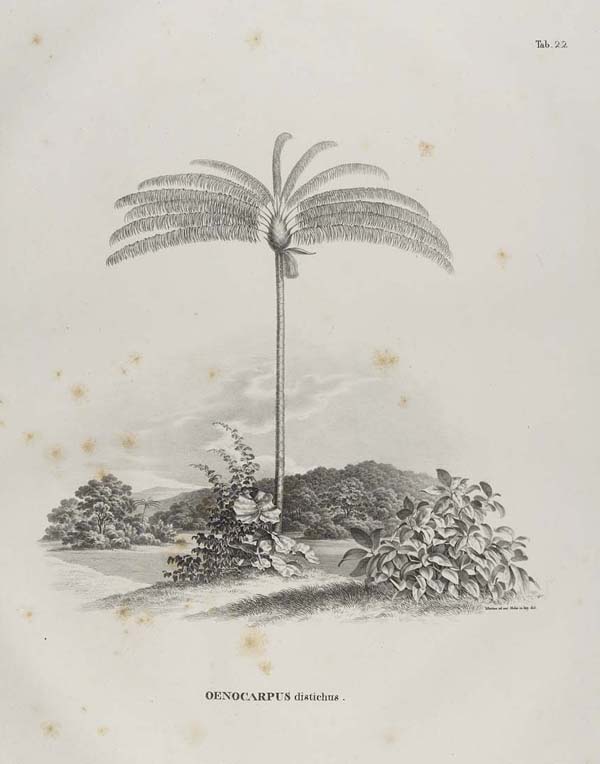 Tafel 22 aus Goethes Bibliothek mit freundlicher Genehmigung der Klassik Stiftung Weimar