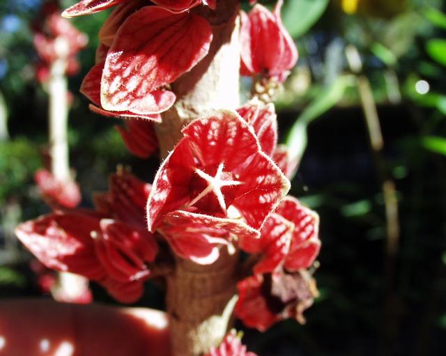 Goethea strictiflora in the botanical Garden of Orotava