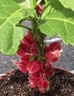 Goethea strictiflora detail: Bild mit freundlicher Genehmigung Prof. Gr&uuml;neberg