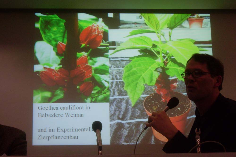 Goethea - Sylk Schneider - Goethes Reise nach Brasilien