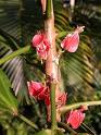 Goethea Botanischer Garten Universitt Halle